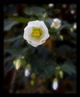 Vine Bloom - Digital Print Photography - By Barry Scharf, Realism Photography Artist