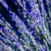 Lavender - Digital Print Photography - By Barry Scharf, Realism Photography Artist