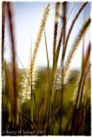 Grass - Digital Print Photography - By Barry Scharf, Realism Photography Artist