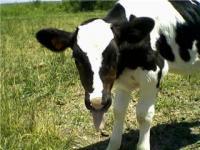 Cow2 - Camera Photography - By Taylor Vohlken, Life Photography Artist