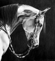 Pennycandy - Graphite Drawings - By Maria Dangelo, Realistic Drawing Artist