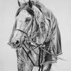 Back To The Barn - Graphite Drawings - By Maria Dangelo, Realistic Drawing Artist