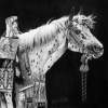 Pride Of The Nez Perce - Graphite Drawings - By Maria Dangelo, Realistic Drawing Artist