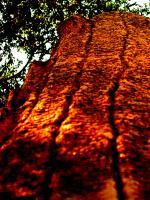 Lava Log - Digital Photography Photography - By Pam And John Heslep, Texture Study Photography Artist