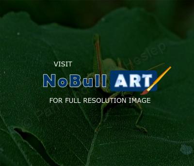 Flora  Fauna - Jim - Digital Photography