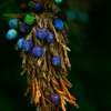 Juniper - Digital Photography Photography - By Pam And John Heslep, Realism Photography Artist