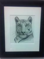 Tiger - Charcoal Drawings - By Tim Legree, Realism Drawing Artist