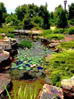 Nature - Lily Pond - Digital