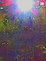Sun Rays Through Trees - Digital Photography - By Angela Nhu, Abstract Photography Artist