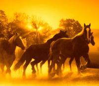 Horses At Sunrise - Digital Photography - By Angela Nhu, Nature Photography Artist