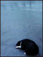 Departed - Photography Photography - By Risa Kent, Canine Photography Artist