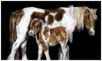 Little Chincotegue - Colored Pencil Drawings - By Risa Kent, Equine Drawing Artist