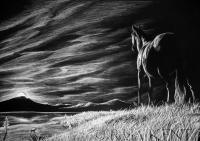 The Lookout - Charcoal Drawings - By Risa Kent, Equine Drawing Artist