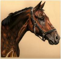 Baltimore - Colored Pencil Drawings - By Risa Kent, Equine Drawing Artist