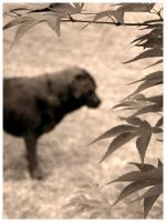 Memories - Photography Photography - By Risa Kent, Canine Photography Artist