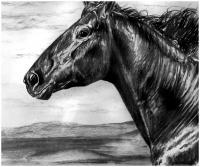 Wild - Charcoal Drawings - By Risa Kent, Equine Drawing Artist