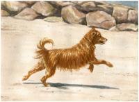 Summer - Watercolor Paintings - By Risa Kent, Canine Painting Artist