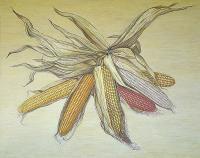 Corn - Oils Paintings - By Mark Obryan, Realism Painting Artist