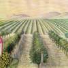 Gallo Wine Theme Color Pencil Drawing - Color Pencils Drawings - By Mark Obryan, Realism Drawing Artist