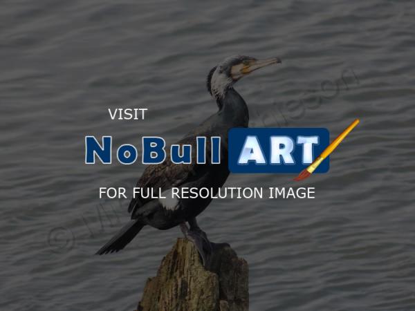 Nature - Cormorant - Digital