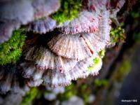Nature - Tree Shells - Digital