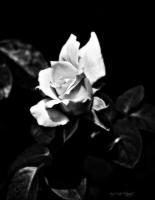 The Rose - Digital Photography - By Amy Mcmullen, Black And White Photography Artist