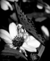 Amys Cusotm Black And White Ph - Butterfly View - Digital