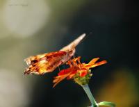 Fine Art Photography In Color - Butterfly Friend - Digital