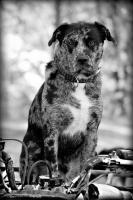Mans Best Friend - Digital Photography - By Amy Mcmullen, Fine Art Photography Photography Artist