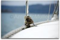 Fine Art Photography In Color - Nautical Rope - Digital