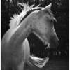 Cavallo Bianco White Horse - Digital Photography - By Amy Mcmullen, Fine Art Photography Photography Artist