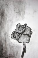 Petals - Rose 5 - Watercolor Pen Ink Paper