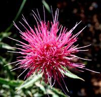 Photo Gallery - Pretty Pink Thistle - Photography