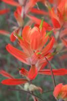 Indian Paint Brush - Photography Photography - By C L Farnsworth, Realism Photography Artist
