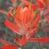 Indian Paint Brush - Photography Photography - By C L Farnsworth, Realism Photography Artist