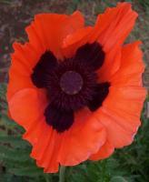 Pretty Poppy - Photography Photography - By C L Farnsworth, Realism Photography Artist