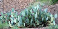 Pretty Prickle Pear - Photography Photography - By C L Farnsworth, Realism Photography Artist