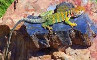 Best Collared Lizard - Photography Photography - By C L Farnsworth, Realism Photography Artist