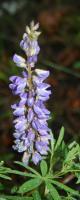 Pretty Purple Lupine - Photography Photography - By C L Farnsworth, Realism Photography Artist