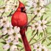 Cardinal In Dogwood - Watercolor Paintings - By Michael Scherer, Nature Painting Artist