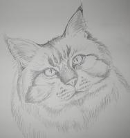 Persian Cat - Pencil Drawings - By Michael Scherer, Realistic Drawing Artist