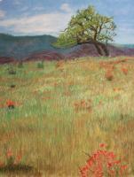 Landscapes - California Poppies - Pastel