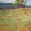 California Poppies - Pastel Paintings - By Jack Spath, Realism Painting Artist