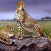 The Spotted Duo - Oil On Canvas Paintings - By Simba   Robert Makoni, Oils Painting Artist