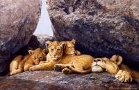 Wildlife And Nature Art - Mom And Cubs - Oil On Canvas