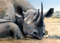 Rhino Nap - Oil On Canvas Paintings - By Simba   Robert Makoni, Oils Painting Artist