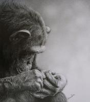 Monkey Business - Pencil Charcoal Drawings - By Simba   Robert Makoni, Mixed Media Drawing Artist