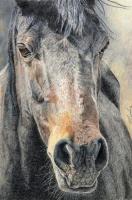 Wild Horse - Water Color Pastel Pencils Paintings - By Simba   Robert Makoni, Mixed Media Painting Artist