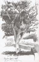 Landscape - Tree Ronda Spain - Pencil Drawing