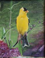 American Goldfinch - Acrylic On Board Paintings - By Deborah Boak, Realism Painting Artist